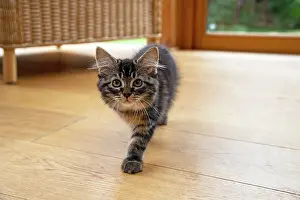 030920: CAT. Brown tabby kitten ( 12 weeks old ) walking