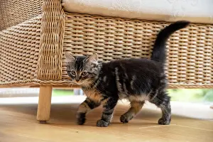 Room: CAT. Brown tabby kitten ( 12 weeks old ) walking