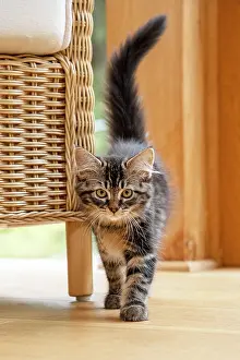 Room: CAT. Brown tabby kitten ( 12 weeks old ) walking