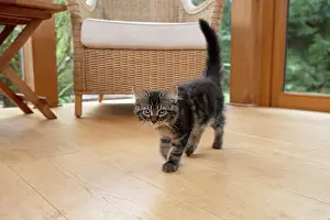 Room: CAT. Brown tabby kitten ( 12 weeks old ) walking