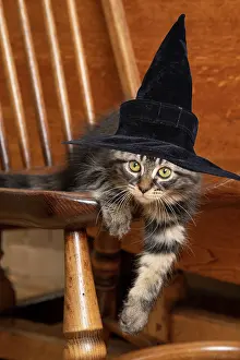 030920: CAT. Brown tabby kitten wearing a black witch hat