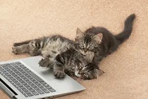 Laptop: CAT. brown tabby Kittens x2 ( 10 weeks old ) laying