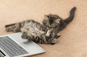 Laptop: CAT. brown tabby Kittens x2 ( 10 weeks old ) laying