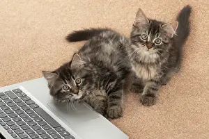 Laptop: CAT. brown tabby Kittens x2 ( 10 weeks old ) laying