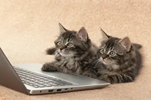 Laptop: CAT. brown tabby Kittens x2 ( 10 weeks old ) laying