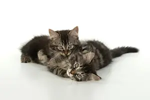 Hugs: CAT. brown tabby Kittens x2 ( 10 weeks old ) laying