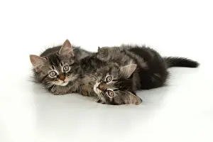 Hugs: CAT. brown tabby Kittens x2 ( 10 weeks old ) laying