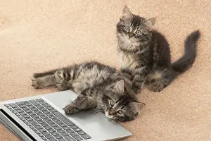 Laptop: CAT. brown tabby Kittens x2 ( 10 weeks old ) laying