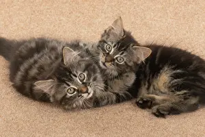 Hugs: CAT. brown tabby Kittens x2 ( 10 weeks old ) laying