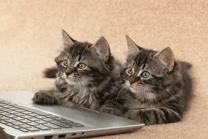 Laptop: CAT. brown tabby Kittens x2 ( 10 weeks old ) laying