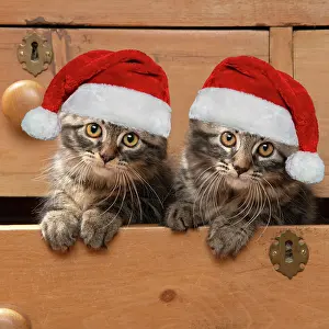 Drawers: CAT. Brown tabby kittens, x2 ( 12 weeks old ) sitting