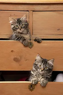 Drawers: CAT. Brown tabby kittens, x2 ( 12 weeks old ) sitting