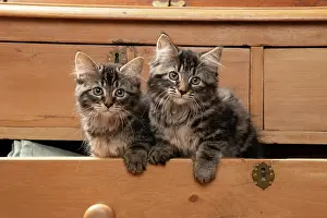 Drawers: CAT. Brown tabby kittens, x2 ( 12 weeks old ) sitting