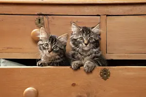 Drawers: CAT. Brown tabby kittens, x2 ( 12 weeks old ) sitting