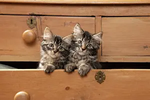 Drawers: CAT. Brown tabby kittens, x2 ( 12 weeks old ) sitting