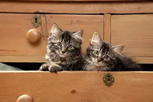Drawers: CAT. Brown tabby kittens, x2 ( 12 weeks old ) sitting