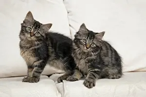 030920: CAT. Brown tabby kittens x2 ( 12 weeks old ) sitting