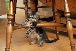 030920: CAT. Brown tabby kittens, x2 ( 12 weeks old ) sitting