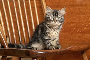 030920: CAT. Brown tabby kittens, x2 ( 12 weeks old ) sitting