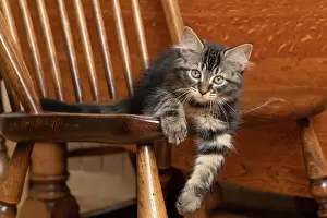 030920: CAT. Brown tabby kittens, x2 ( 12 weeks old ) sitting