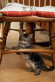 030920: CAT. Brown tabby kittens, x2 ( 12 weeks old ) sitting