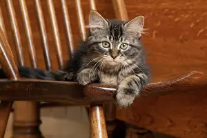 030920: CAT. Brown tabby kittens, x2 ( 12 weeks old ) sitting