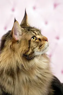 Pricked: Cat Brown Tabby Maine Coon