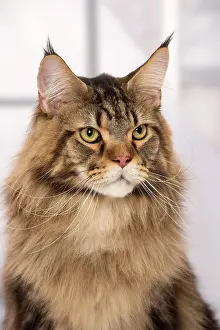 Pricked: Cat Brown Tabby Maine Coon