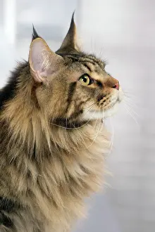 Pricked: Cat Brown Tabby Maine Coon