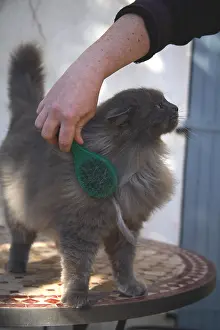 Brushed: Cat brushed by his mistress France