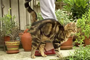 Owners: Cat - brushing up against owners leg