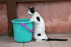 Bucket: Cat and bucket, Chania, Crete, Greece