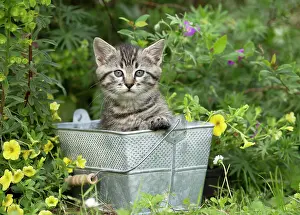 Bucket: Cat in bucket with flowers