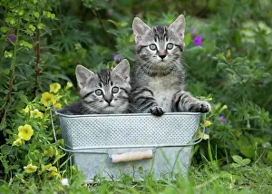 Bucket: Cat in bucket with flowers