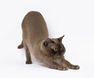 Yoga: Cat Burmese
