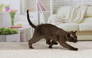 Burmese: Cat - Burmese