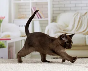 Burmese: Cat - Burmese