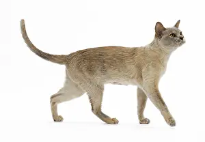 Burmese: Cat - Burmese