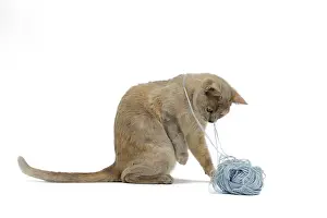 Burmese: Cat - Burmese