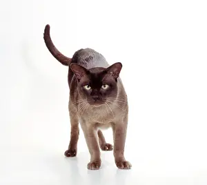 Supernatural: CAT - Burmese Chocolate, tail raised