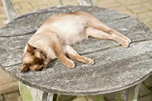 Pregnant: Cat - Burmese - pregnant female sunbathing on garden table