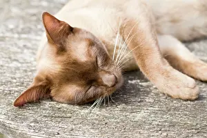 Pregnant: Cat - Burmese - pregnant female sunbathing on garden table