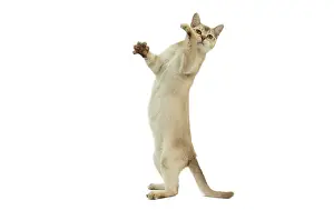 Burmilla: Cat - Burmilla