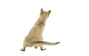 Burmilla: Cat - Burmilla