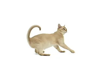 Burmilla: Cat - Burmilla