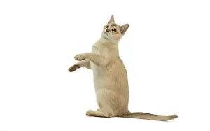 Burmilla: Cat - Burmilla