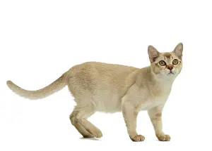 Burmilla: Cat - Burmilla
