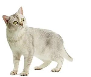 Burmilla: Cat - Burmilla