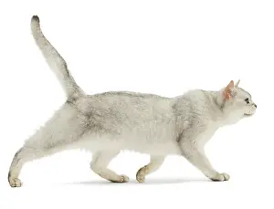 Burmilla: Cat - Burmilla