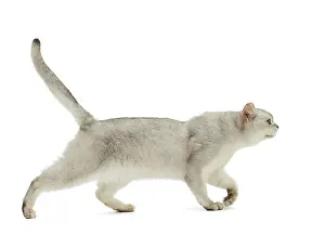 Burmilla: Cat - Burmilla